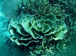 Eksotisnya Pantai dan Dunia Bawah Laut Kepulauan Anambas