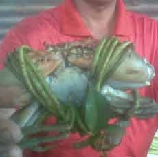 Jelang Imlek, Para Pengepul Kepiting Ketiban Rezeki