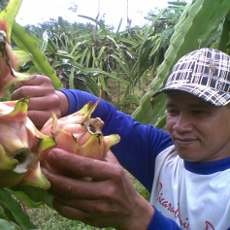 Buah Naga Jadi Buah Favorit Jelang Imlek