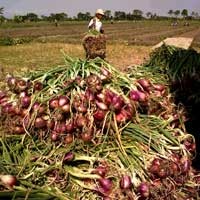 Walah! Petani Lagi Panen Tapi Pasar Digempur Bawang Impor