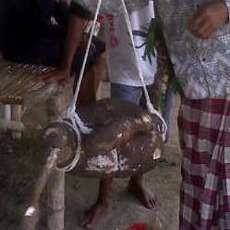 Wow... Singkong Warga Bojonegoro Berukuran Super Jumbo