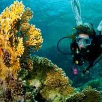 Terumbu Karang di Pesisir Utara Jatim Rusak Akibat Limbah