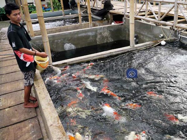 Janji Manis Ikan Koi