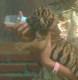 Seekor Anak Harimau Benggala dan Singa Lahir di Taman Safari Prigen