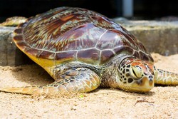 Bercanda dengan Penyu di Pulau Penyu, Bali