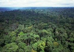 Keren! Jalan Kaki di Atas Hutan Amazon