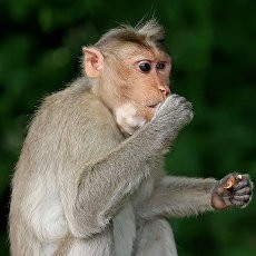 Indonesia Diminta Hentikan Perdagangan Kera Berekor Panjang 