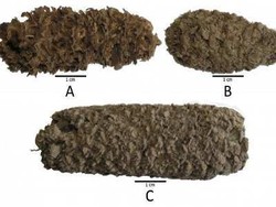 Bonggol Jagung Berusia 3000 Tahun Ditemukan di Peru