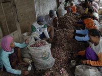 Diserbu Bawang Impor, Harga Bawang Anjlok