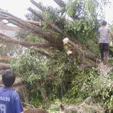 Tiga Pelajar Tertimpa Pohon Beringin