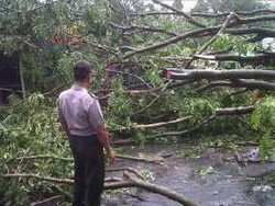 Pohon Tumbang di Semarang Timpa 2 Warung & Mobil