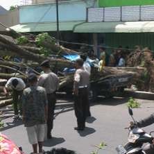 5 Warga Blitar Jadi Korban Pohon Tumbang