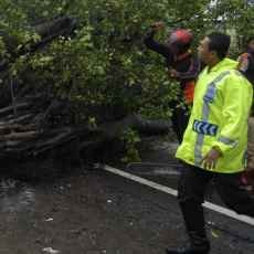 Pohon Bertumbangan, Pantura Situbondo Sempat Lumpuh 1 Jam
