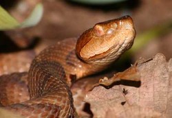 Gigitan Ular Berbisa Dapat Menghambat Pubertas