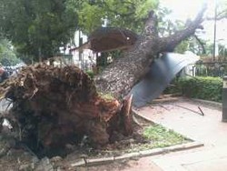 Pohon Tumbang Rusak Halte di Depan Museum Nasional