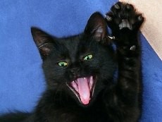 Gara-gara Kucing, Pesawat Kanada Tertunda Berjam-jam