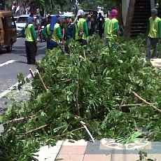 Pohon Trembesi Setinggi 7 Meter Roboh di Depan Gedung RRI
