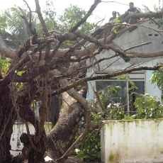 Terjang 10 Kecamatan, Puting Beliung Rusak 481 Rumah di Situbondo