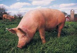 Flu Babi Diduga Menjadi Penyebab Meninggalnya Rohmat 