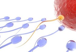 Bentuk Sperma Seperti Apa yang Abnormal?