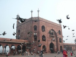 Terpesona Masjid 1.000 Burung Dara