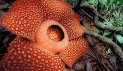 Kabupaten Kepahiang Bumi Bunga terbesar di dunia (Rafflesia)
