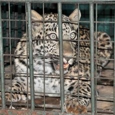 Duh! Wanita Hamil Luka Parah Diserang Macan Tutul