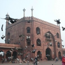 Terpesona Masjid 1.000 Burung Dara