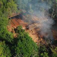 Illegal Logging Mengganas di Pulau Padang, Riau