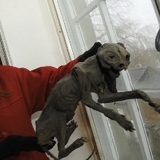 Hiii... Renovasi Rumah Kuno, Suami Istri Kejatuhan Mumi Kucing