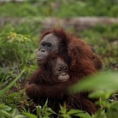 Hendak Ditembak Pemburu, Induk Orangutan Peluk Anaknya