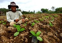 Kegigihan Suratman Si Petani Sawi