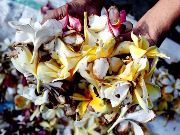 Rezeki Manis Bunga Kamboja