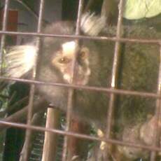 Taman Safari Prigen Punya Koleksi Satwa Baru