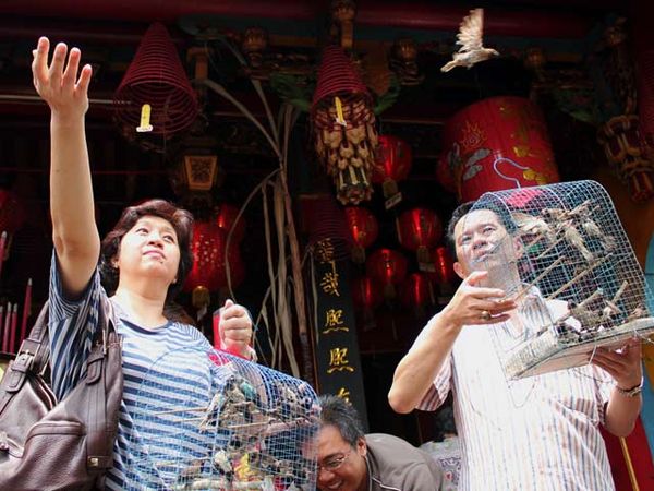 Tolak Bala, 7 Ribu Burung Pipit Dilepas