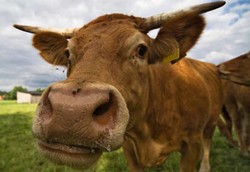 Karena Tak Terdeteksi, Sapi Gila Mudah Menyerang Manusia