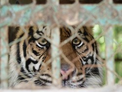 Hiii! Singa di Kebun Binatang Solo Lepas dari Kandang