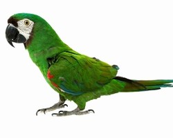 Bulu Burung Dijadikan Aksesori Miss V