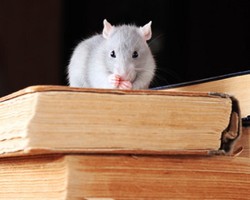 6 Cara Basmi Tikus dari Rumah Anda 