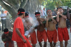 Bambu Gila di Maluku, Adu Kuat Manusia dengan Bambu