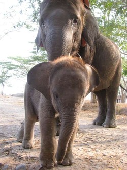  Bersahabat Dengan Gajah di Taman Nasional Way Kambas
