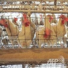 Waspada Flu Burung, Sri Lanka Musnahkan Ribuan Unggas