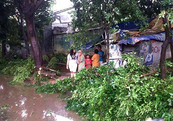 Pohon Tumbang Timpa Honda Jazz