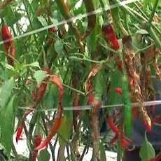 Ratusan Hektar Tanaman Cabe di Jember Terserang Antraxnose