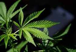 Semprotan Ganja Siap Dijual untuk Obati Nyeri