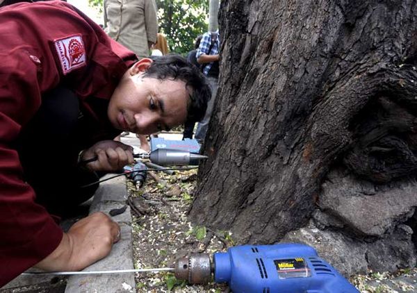 Hindari Jatuh Korban, Pohon Tua Diperiksa