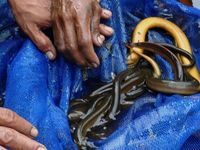 Berebut Belut di Situ Gintung