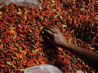 Harga Cabai Turun Lebih Awal