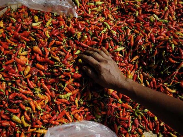 Harga Cabai Turun Lebih Awal