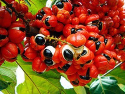 Guarana, Suplemen Alami Pemicu Gairah Seks Pria